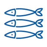 ocean81-bluefish ocean81-bluefish